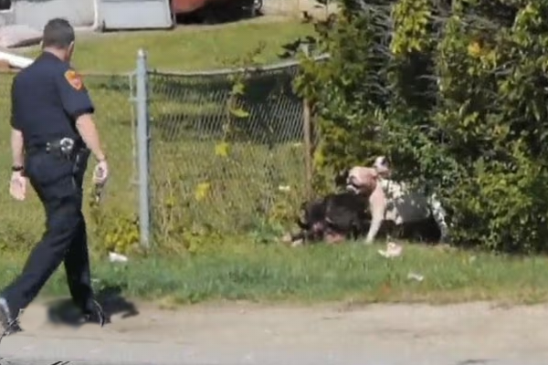 アメリカの警官とピットブル