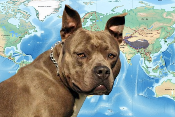 世界のピットブルの事故